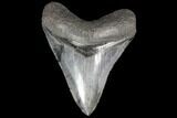 Serrated, Fossil Megalodon Tooth - Bluish Enamel #87094-1